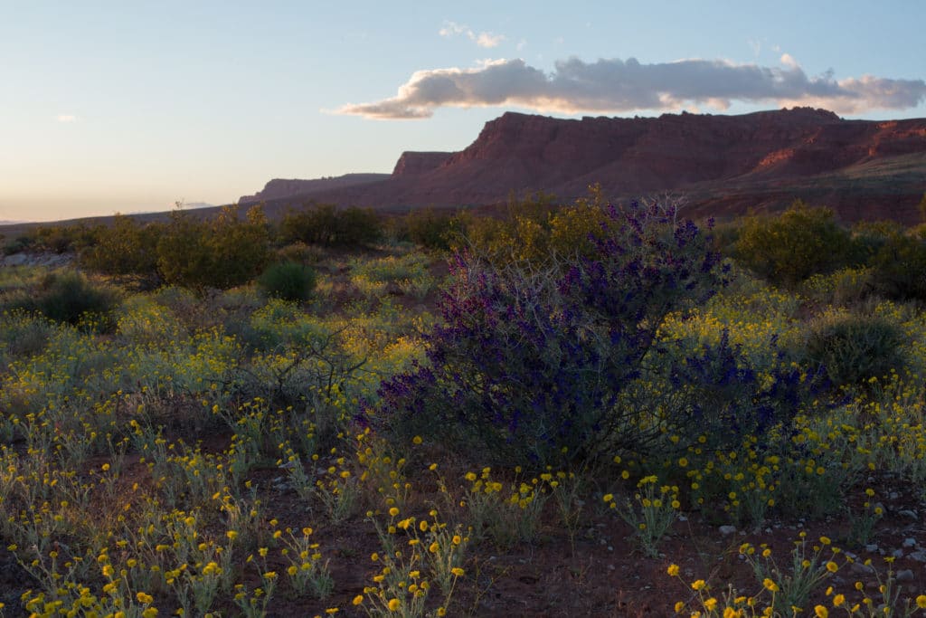 desert foliage one might encounter when riding off-roading trails in st. george utah