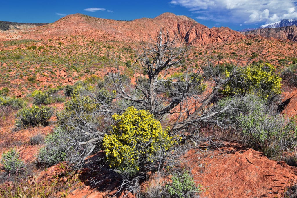 a desert hillside one might encounter when riding off-roading trails in st. george utah